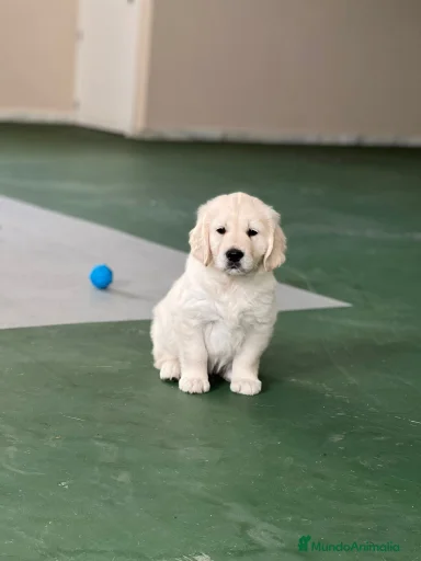 Imagen de galería {{count}}