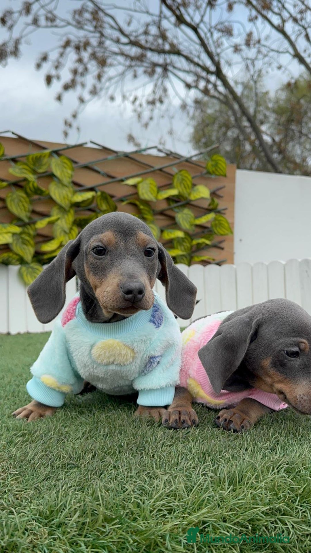 Teckel Miniatura perros en venta: TECKEL MINIATURA BLUE - Anuncio 7