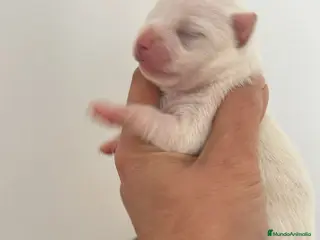 Chihuahua perros Chihuahua - Anuncio 25