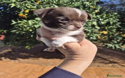 Chihuahua perros en venta: Chihuahua toy - Anuncio 5