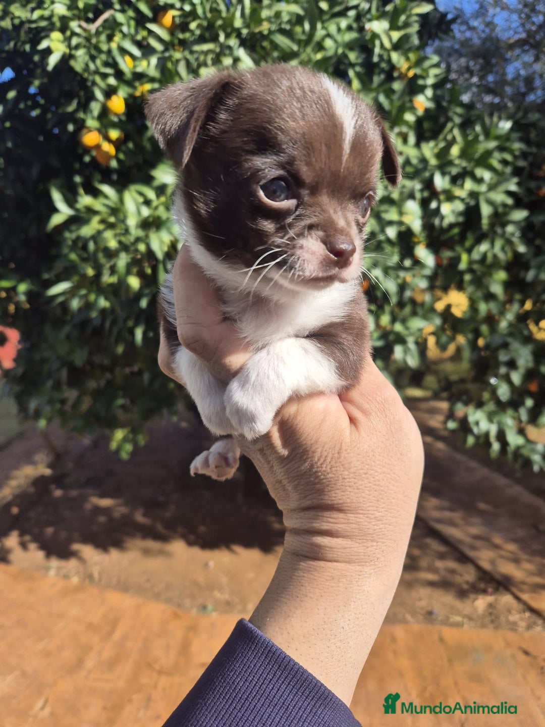 Chihuahua perros en venta: Chihuahua toy - Anuncio 5