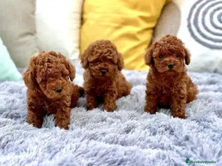 Caniche Toy perros Caniche toy - Anuncio 15