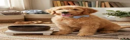 Goldendoodle perros en venta: Goldendoodle f1 - Anuncio 1