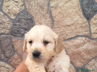 Golden Retriever perros Espectacular camada dé golden retriever - Anuncio 1