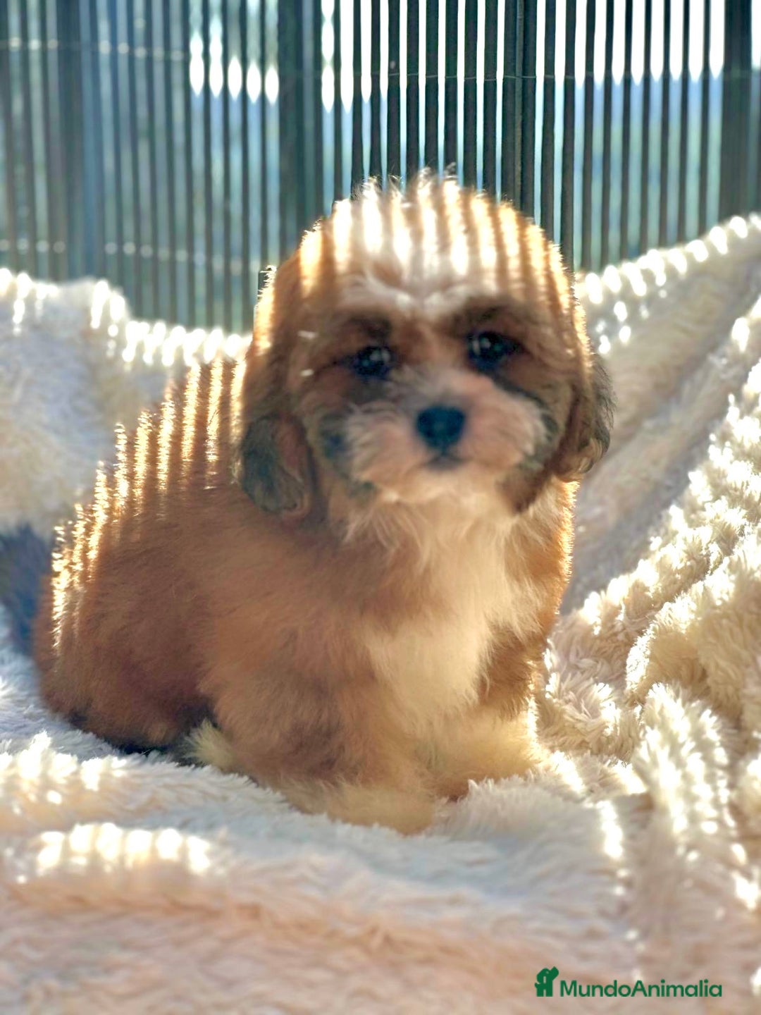Shihpoo perros en venta: Shihpoo disponible  - Imagen 4