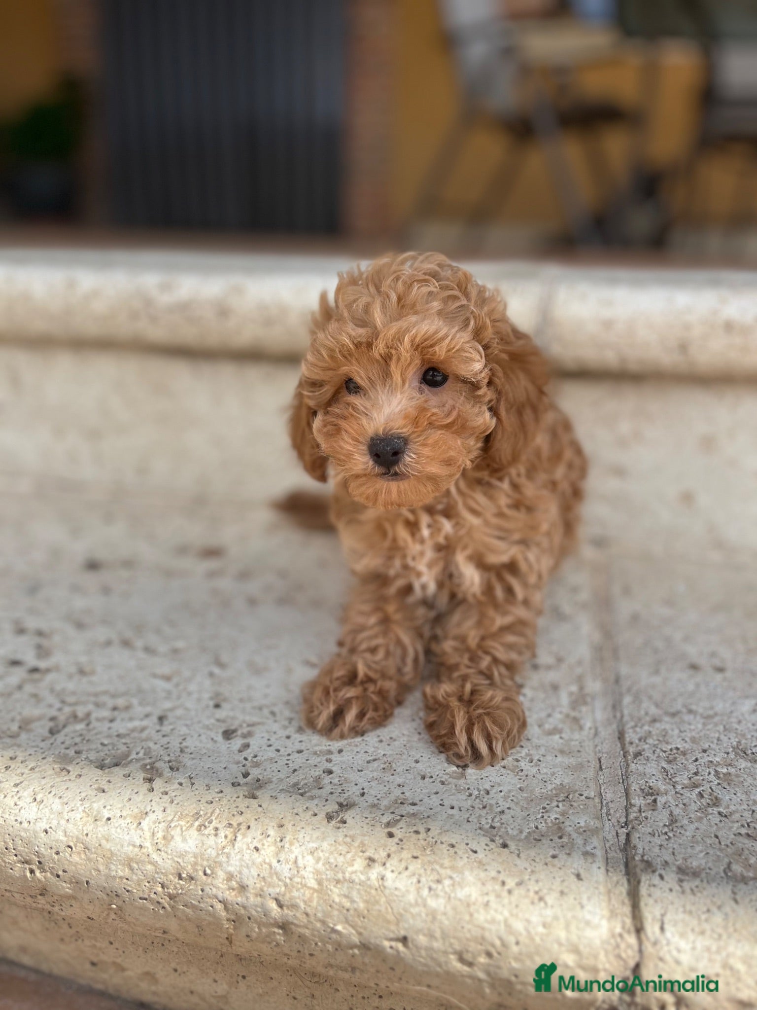 Caniche Toy perros Caniche  - Anuncio 23