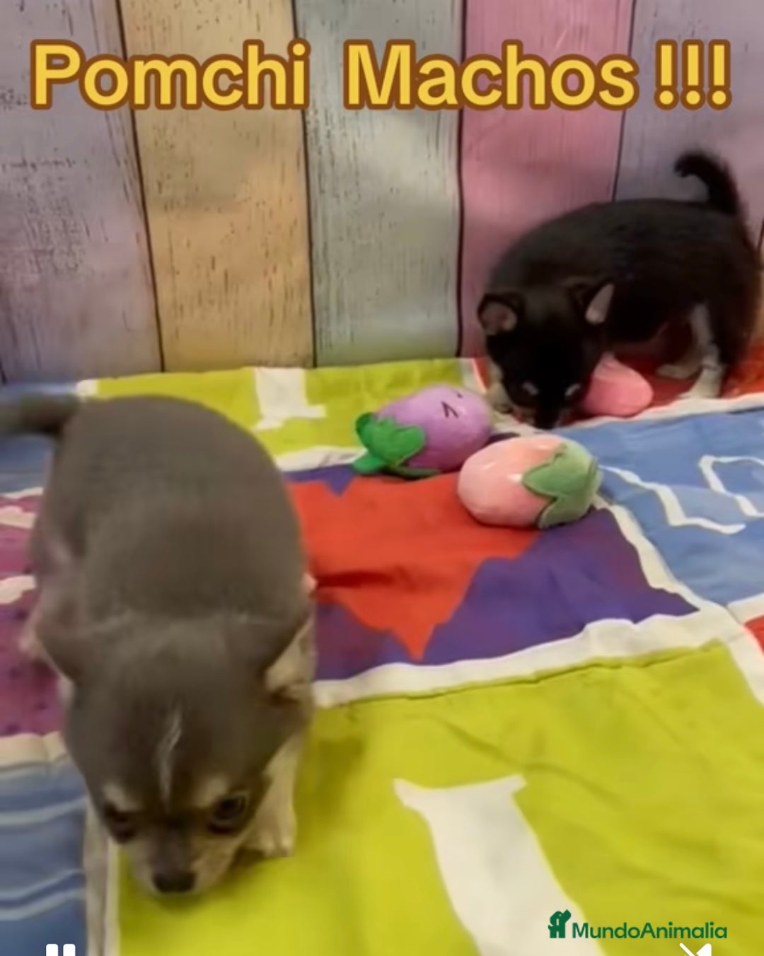 Pomchi perros en venta: Pomchi  - Anuncio 2