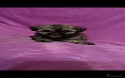 Maltipoo perros en venta: Maltipoo mini - Imagen 3