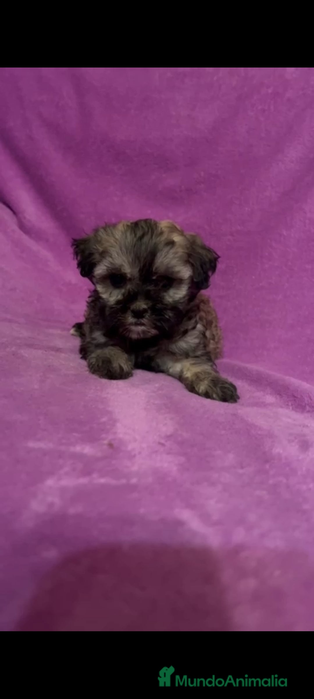 Maltipoo perros en venta: Maltipoo mini - Imagen 3