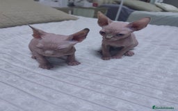 Mau Egipcio gatos en venta: GATO EGIPCIO  - Imagen 1