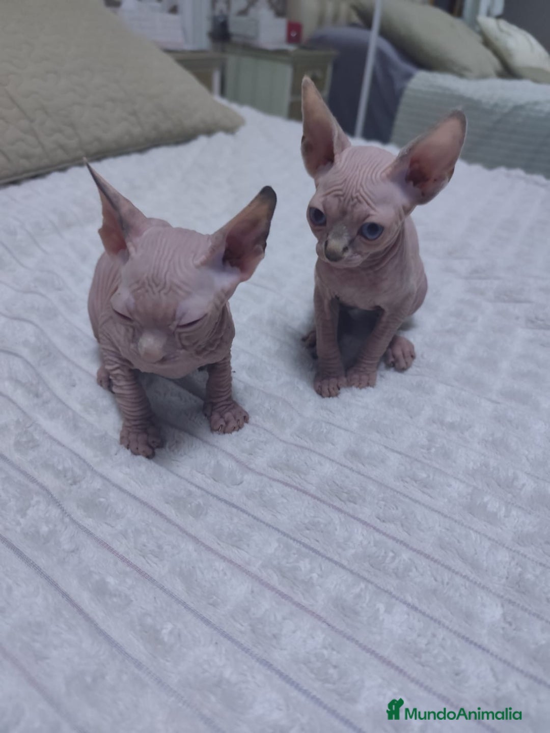 Mau Egipcio gatos en venta: GATO EGIPCIO  - Imagen 1