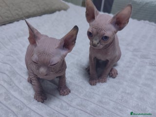 Mau Egipcio gatos - Anuncio 17