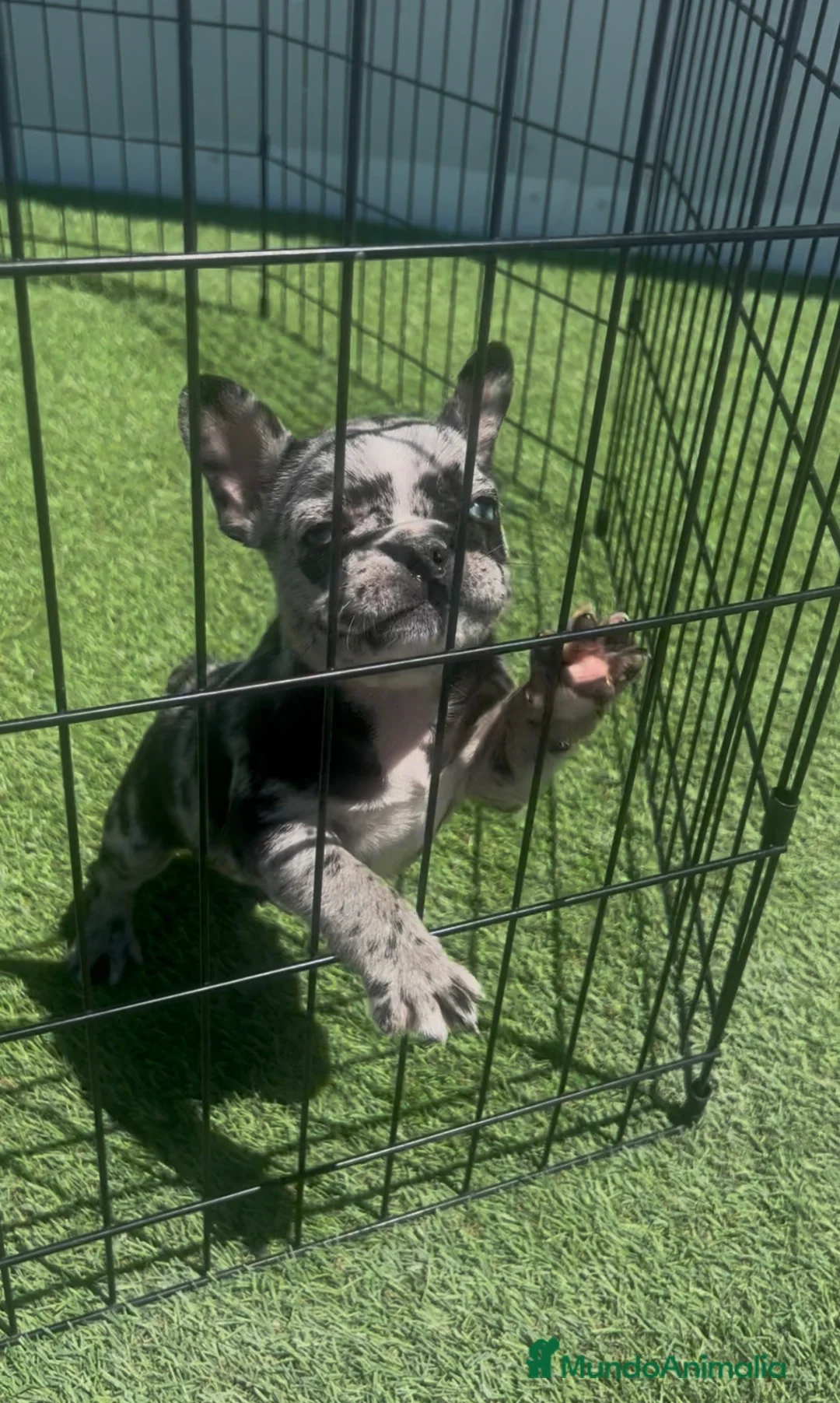 Bulldog Francés perros en venta: CACHORRO DE BULLDOG FRANCÉS MERLE  - Anuncio 3