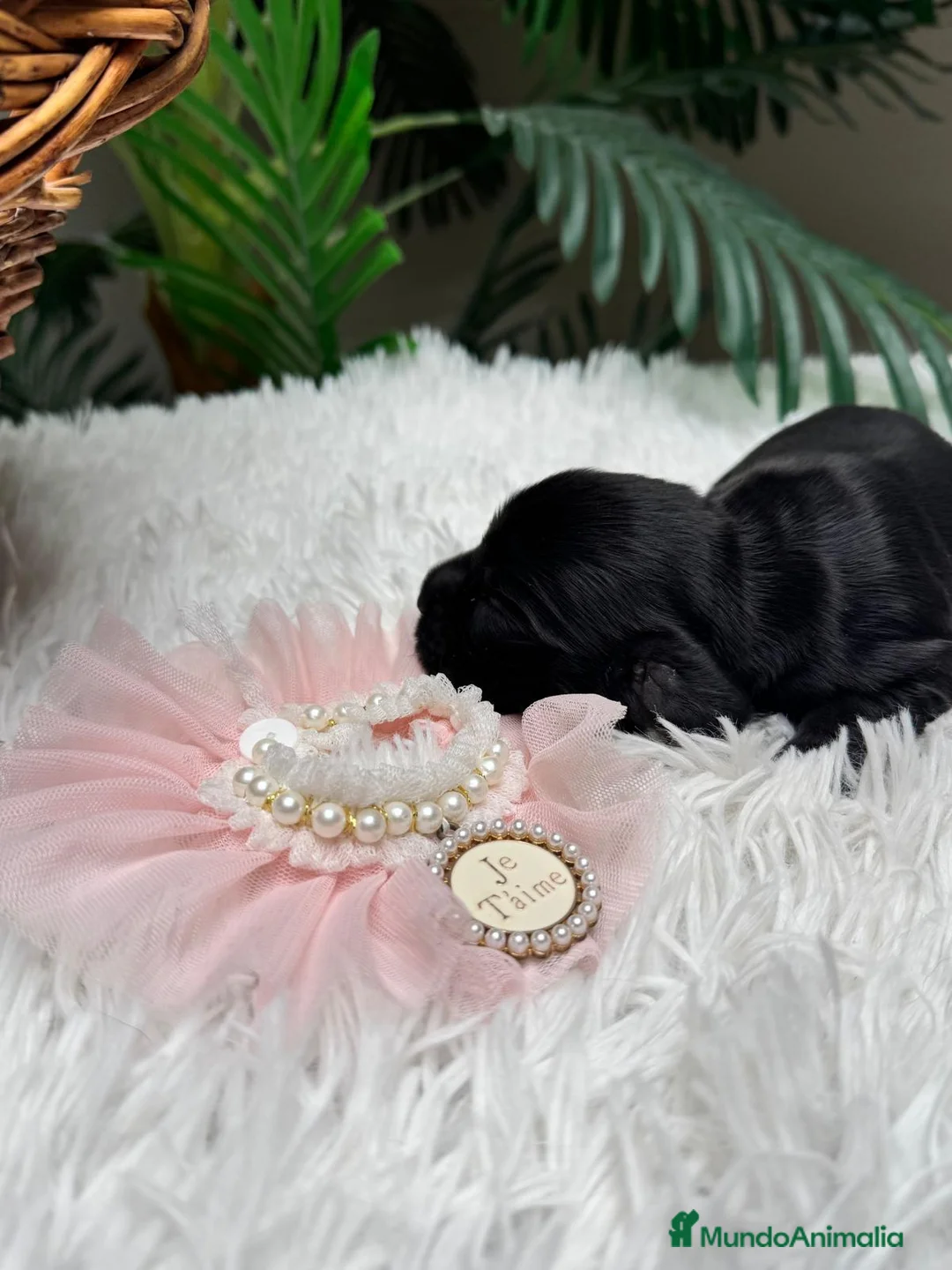 Cocker Spaniel Inglés perros en venta: COCKER HEMBRA - Anuncio 17