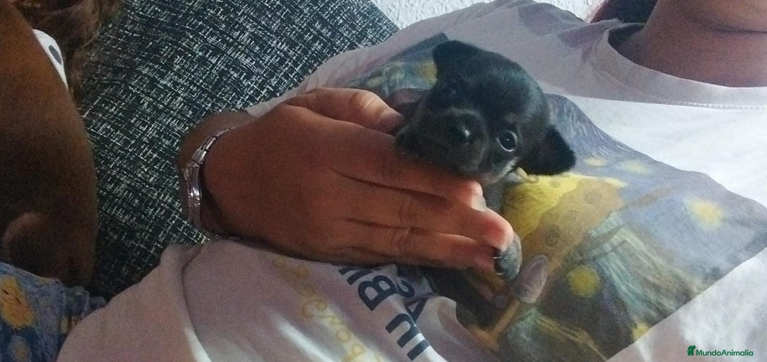 Chihuahua perros en venta: Chihuahua Toy hembras  - Imagen 4