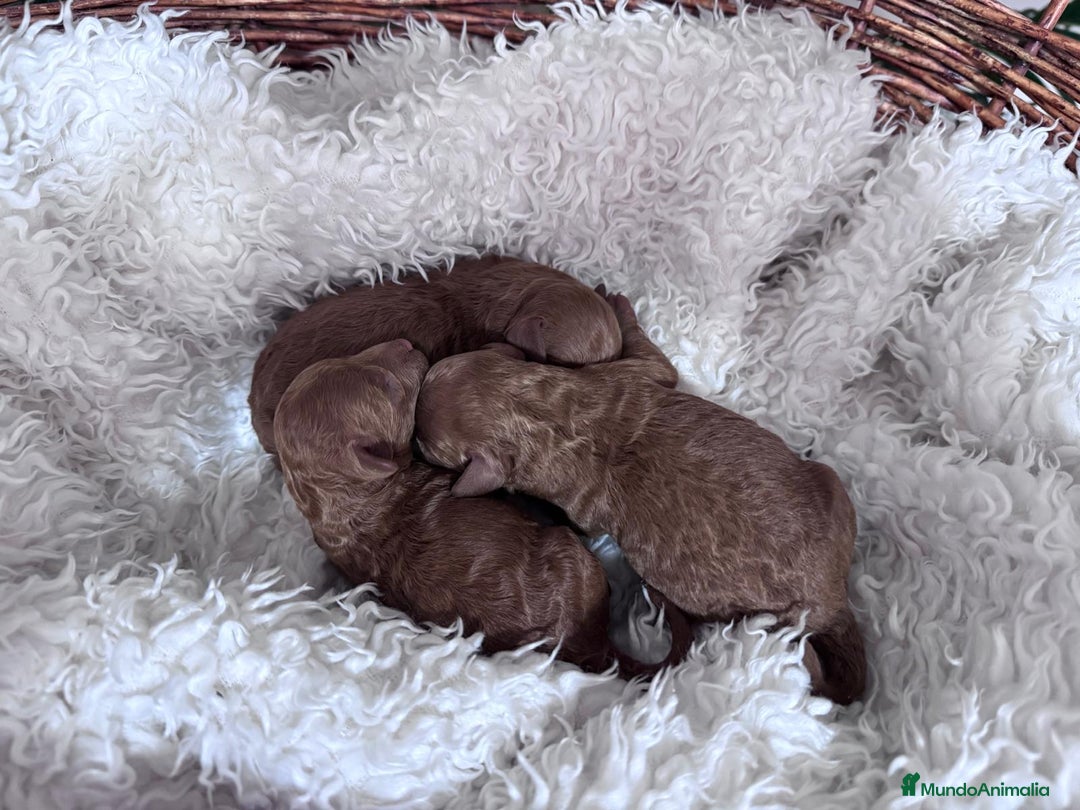 Caniche Toy perros en venta: CANICHE ROJO - Anuncio 4