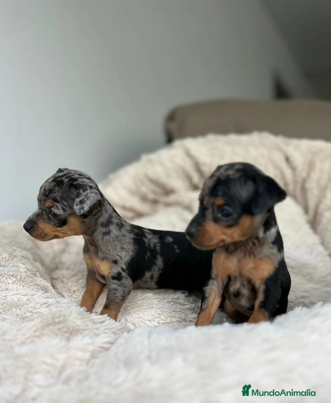 Ratón de Praga perros en venta: Ratón de praga merlé - Anuncio 6