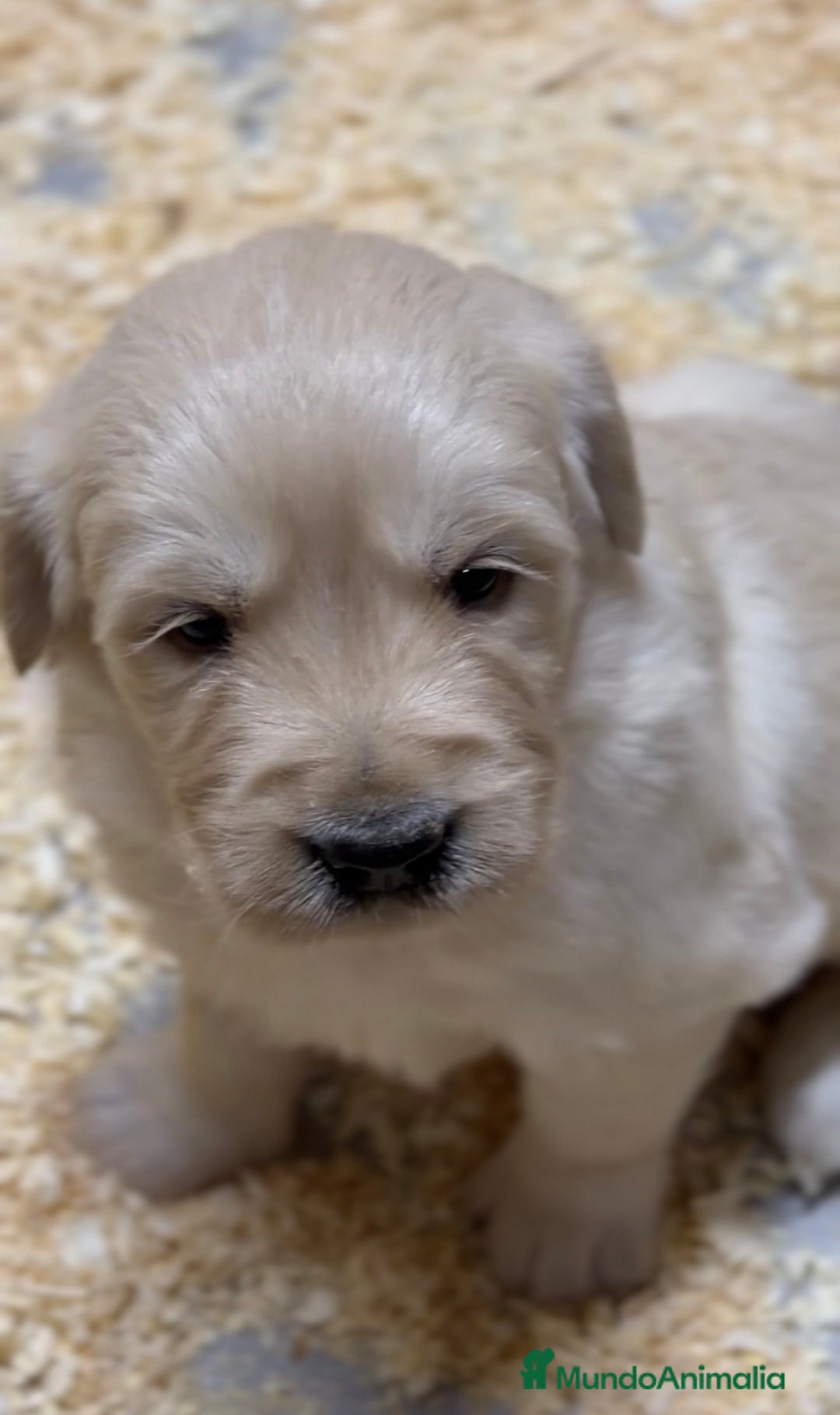 Golden Retriever perros en venta: Golden hembra  - Anuncio 3