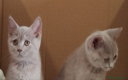 Británico de Pelo Corto gatos en venta: British Shorthair última hembra  - Imagen 7