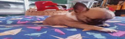 Chihuahua perros en venta: Camada Flapi Chihuahua  - Anuncio 3