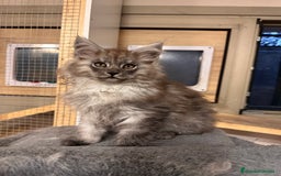 Maine Coon gatos en venta: Maine Coon Black Humo - Imagen 18