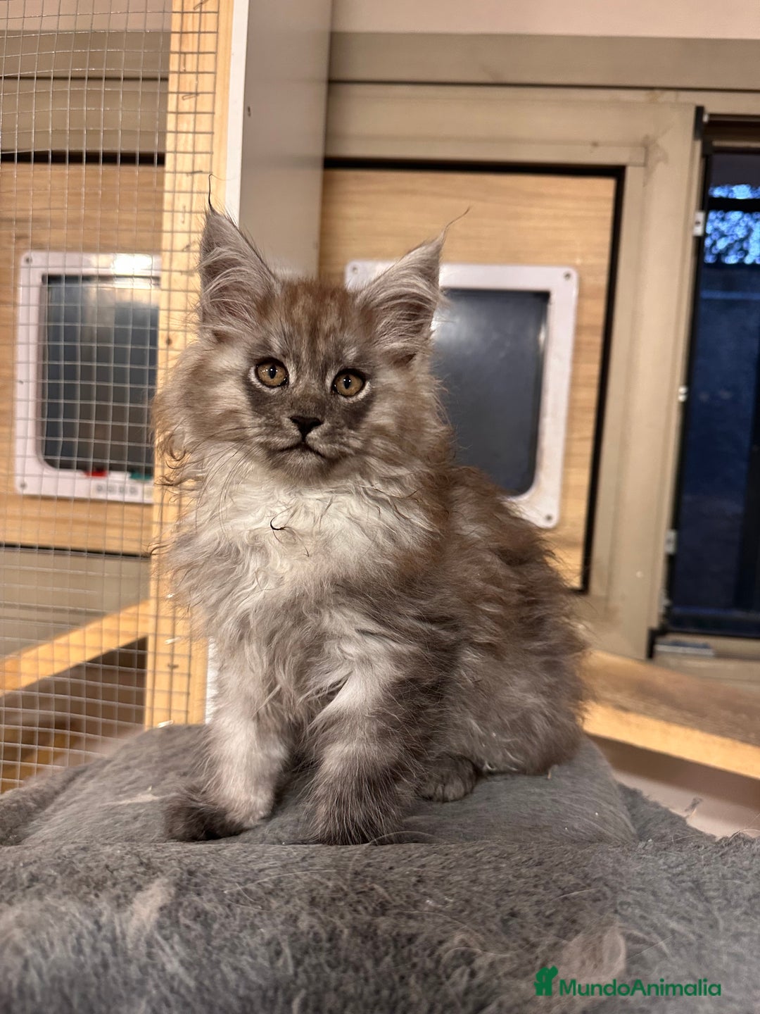 Maine Coon gatos en venta: Maine Coon Black Humo - Imagen 18