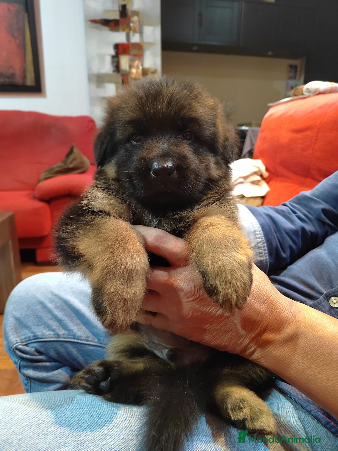 Pastor Alemán perros en venta: Último Pastor Alemán Macho - Anuncio 1