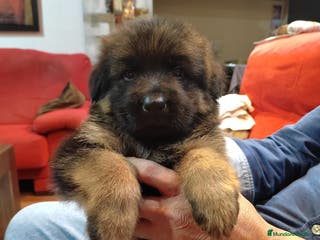 Pastor Alemán perros Último Pastor Alemán Macho - Anuncio 6