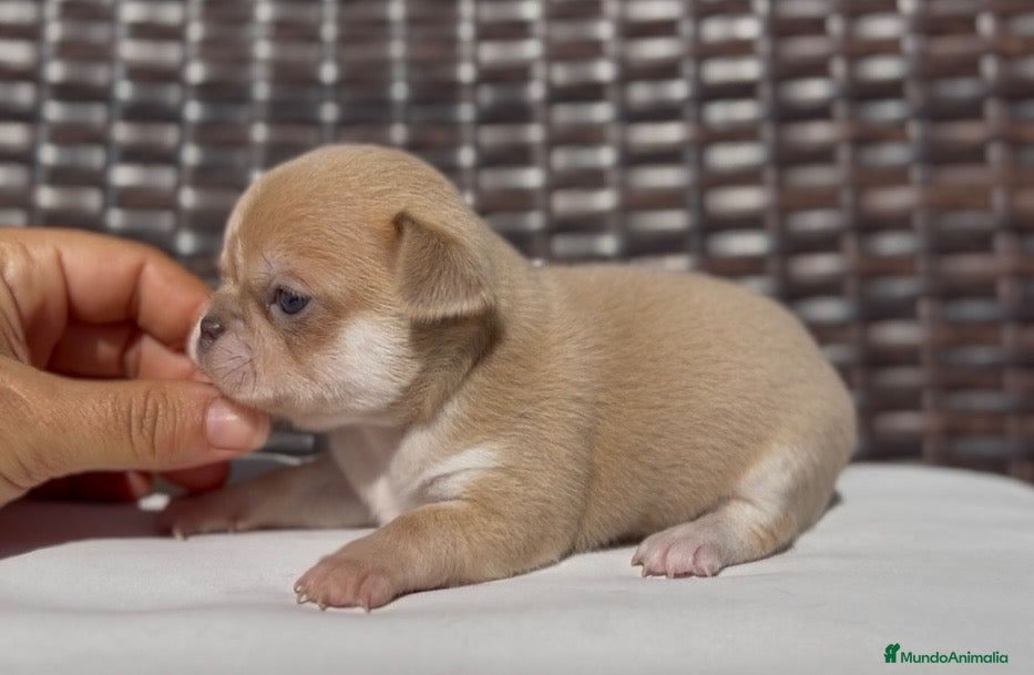 Chihuahua perros PRECIOSO CHIHUAHUA LÍNEA RUSA CABEZA DE MANZANA - Anuncio 2
