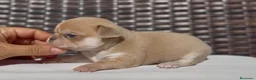 Chihuahua perros en venta: PRECIOSO CHIHUAHUA LÍNEA RUSA CABEZA DE MANZANA - Anuncio 1
