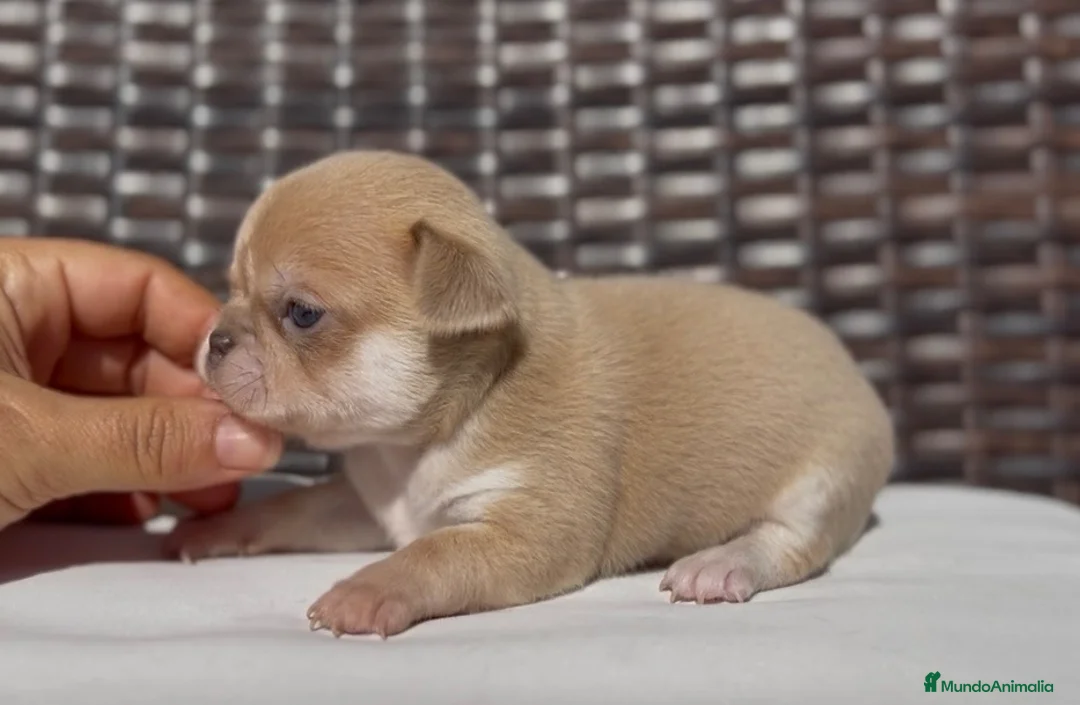 Chihuahua perros en venta: PRECIOSO CHIHUAHUA LÍNEA RUSA CABEZA DE MANZANA - Anuncio 1