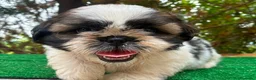 Shih Tzu perros en venta: Machitos de shih tzu - Anuncio 7