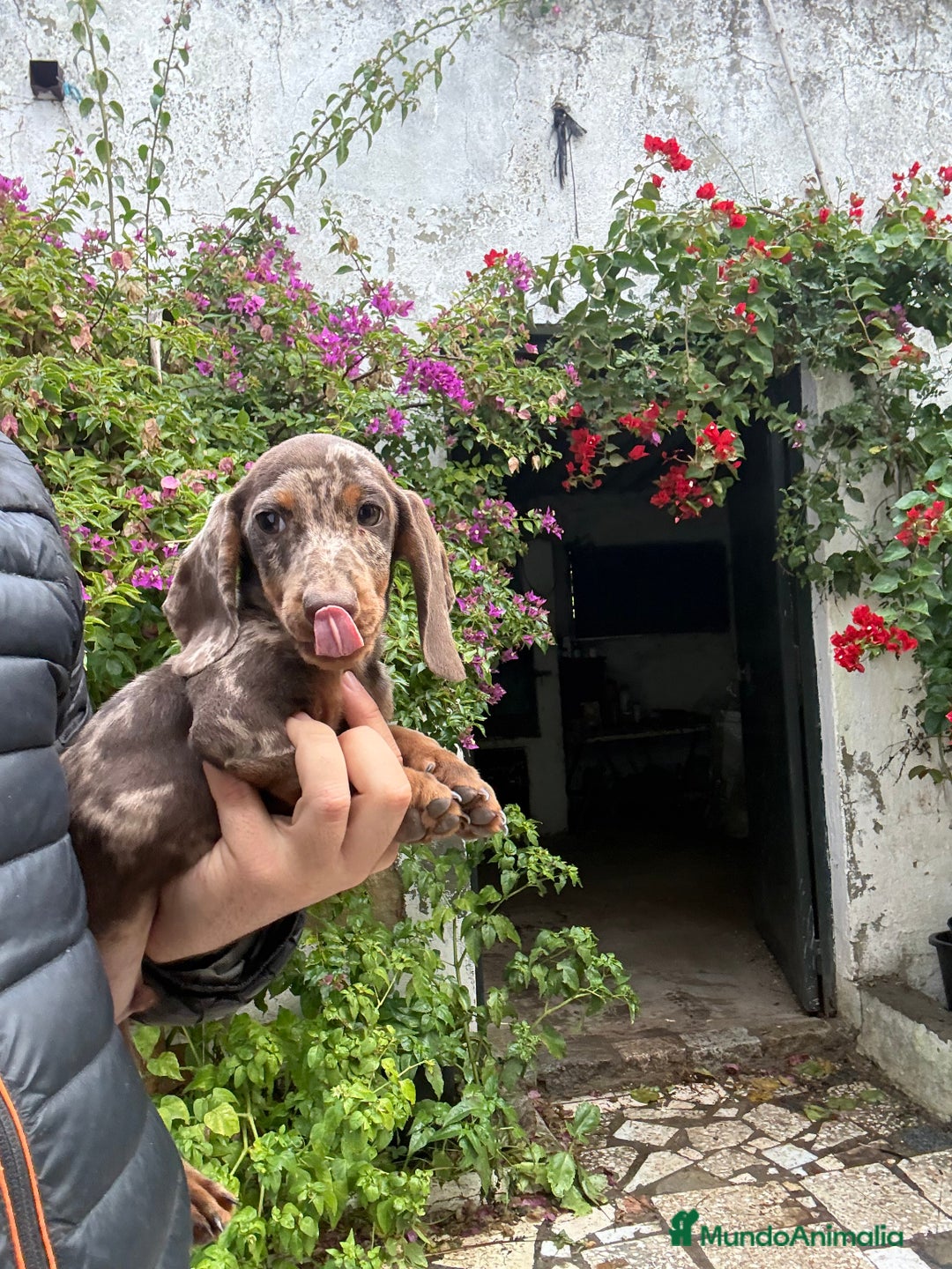 Teckel perros en venta: Teckels kaninchen y mini  - Anuncio 3