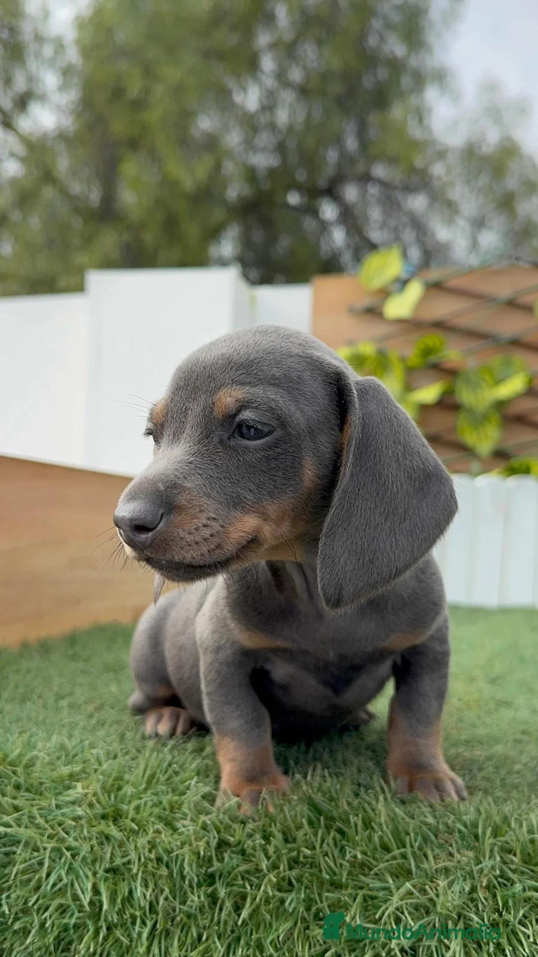 Teckel Miniatura perros en venta: TECKEL MINIATURA HEMBRA - Anuncio 14