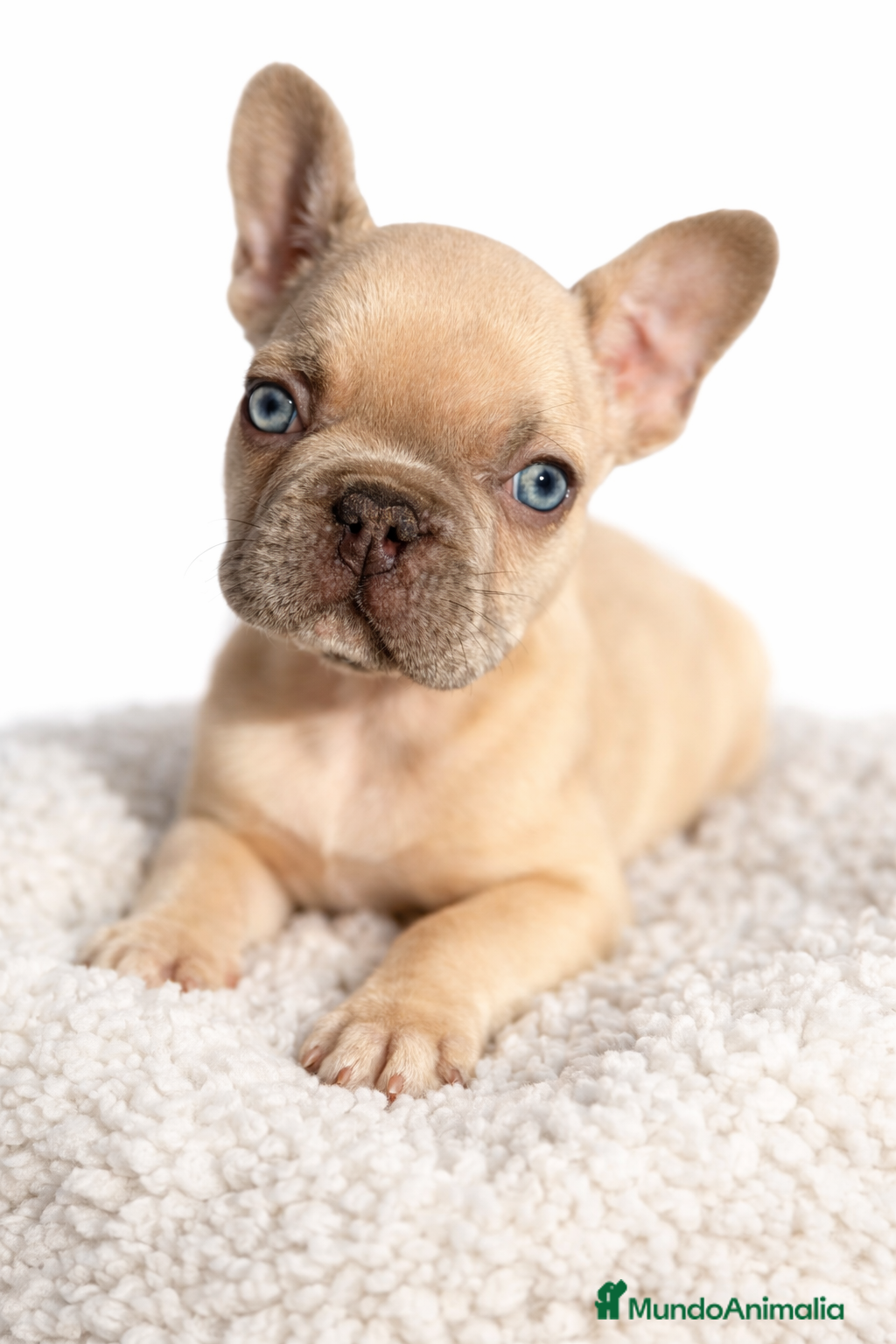 Bulldog Francés perros Bulldog francés Blue faw  - Anuncio 1