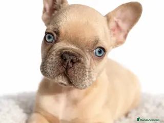 Bulldog Francés perros Bulldog francés Blue faw - Anuncio 1