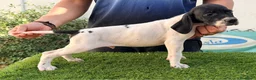 Pointer perros en venta: Para cazadores. Pointer línea italiana de Trabajo. - Anuncio 3