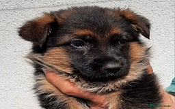 Pastor Alemán perros en venta: Pastores alemanes  - Imagen 4
