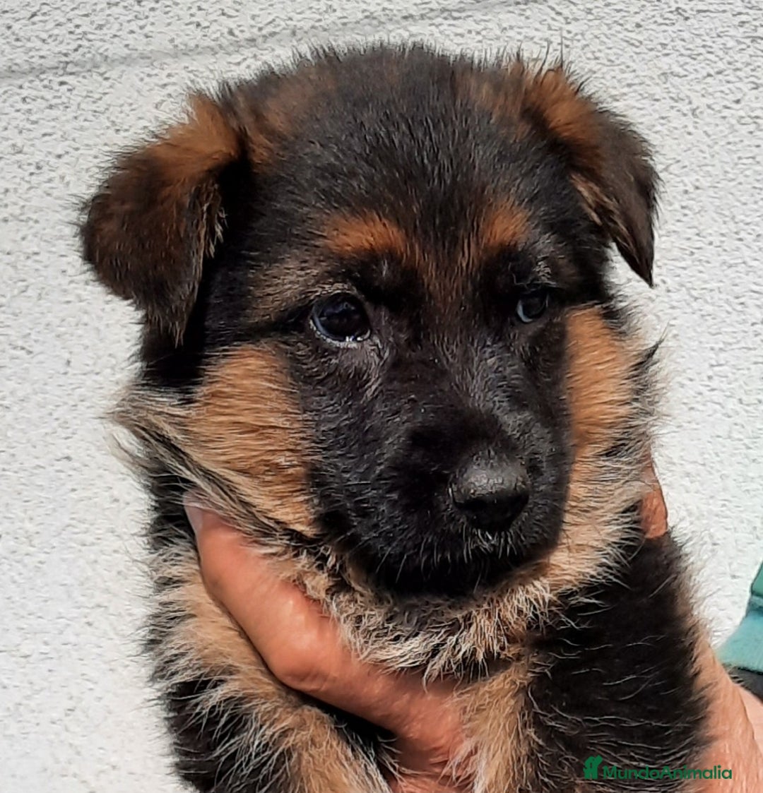 Pastor Alemán perros en venta: Pastores alemanes  - Imagen 4