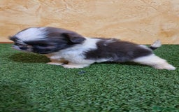 Shih Tzu perros en venta: Shih tzu Macho Disponible  - Imagen 8