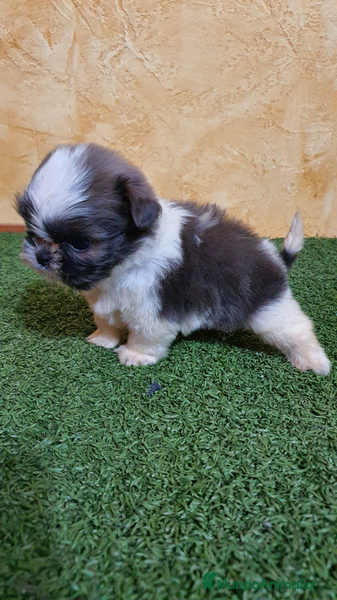 Shih Tzu perros en venta: Shih tzu Macho Disponible  - Imagen 8
