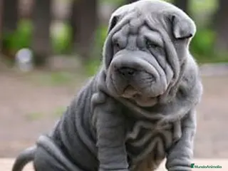 Shar Pei perros LOS MEJORES BEBES SHAR PEI en Málaga - Anuncio 34