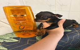 Pinscher Miniatura perros en venta: Pinscher miniatura  - Imagen 5