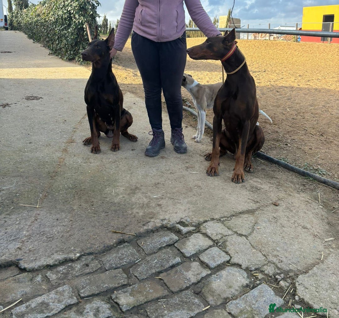 Dobermann perros en venta: Doberman  - Imagen 9