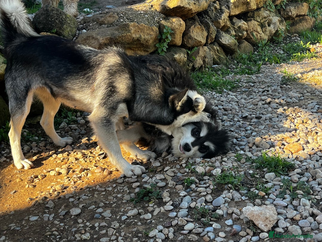 Pomsky perros en venta: Pomsky miniatura  - Anuncio 6