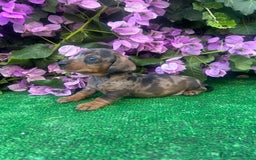 Teckel Miniatura perros en venta: teckel arlequin  - Imagen 2