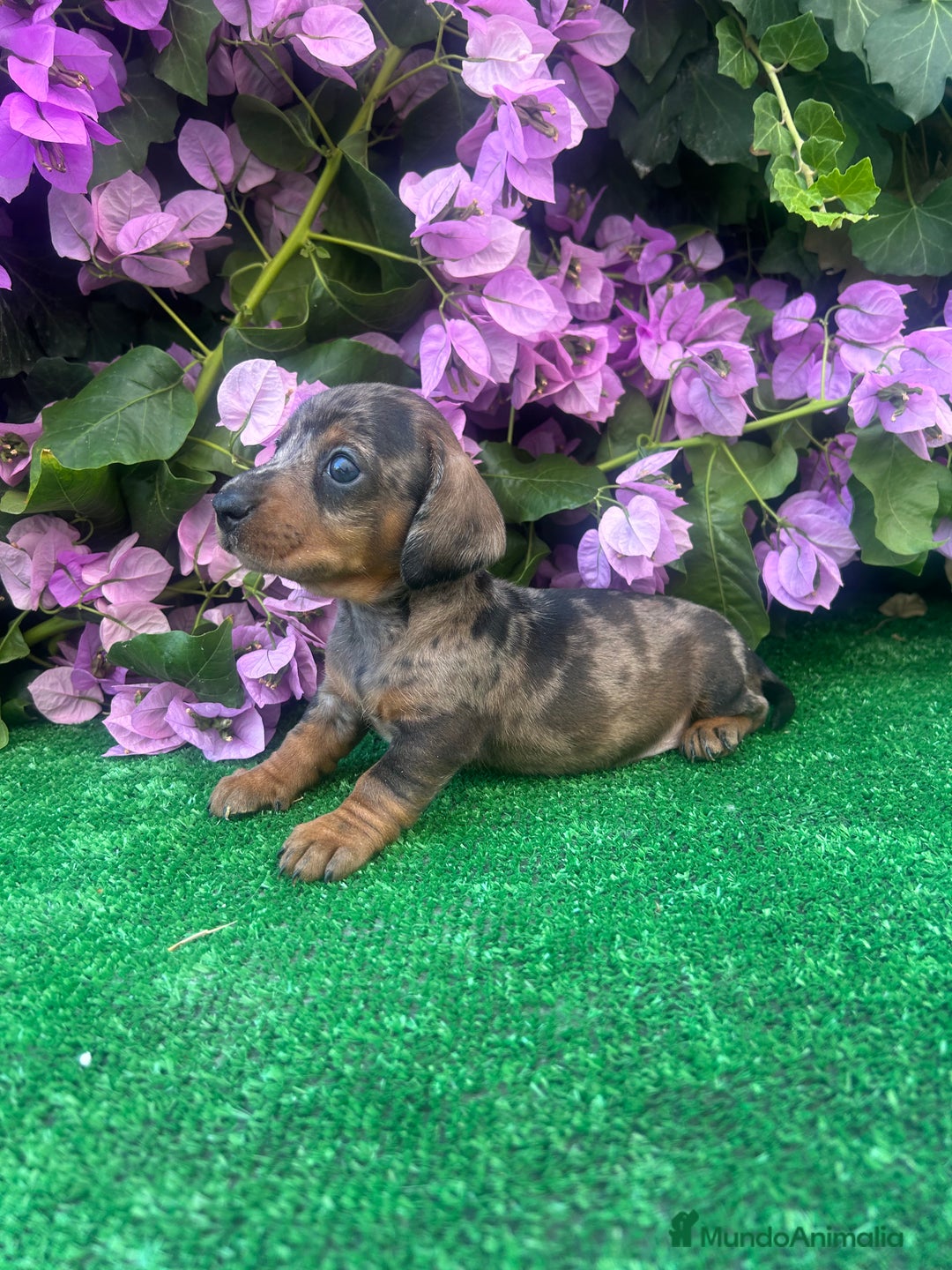 Teckel Miniatura perros en venta: teckel arlequin  - Imagen 2