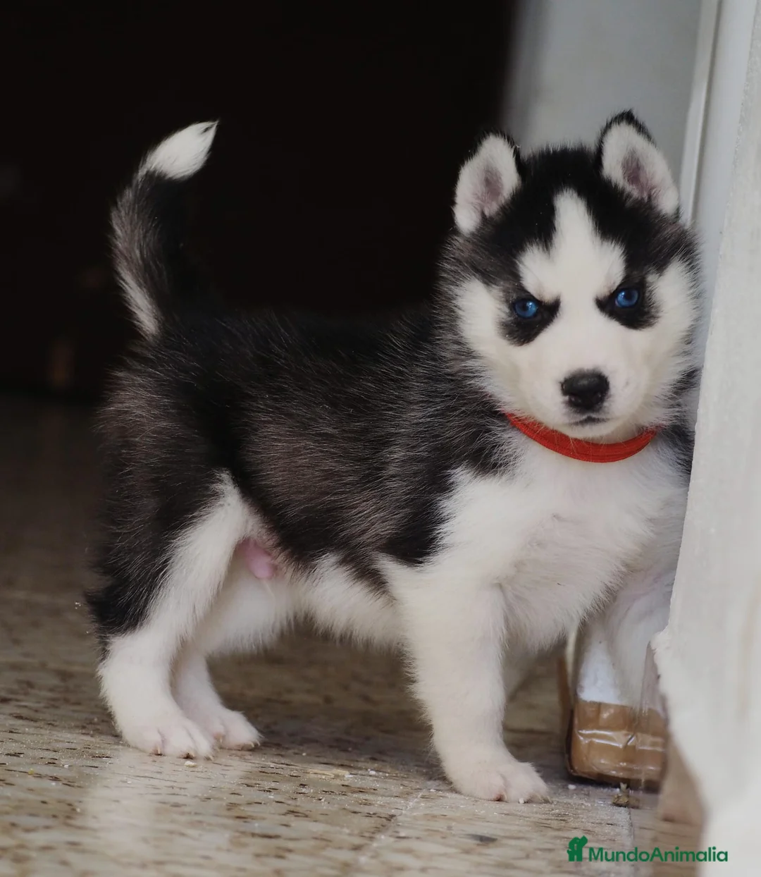 Husky Siberiano perros en venta: Husky Siberiano  - Anuncio 1