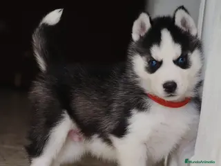 Husky Siberiano perros Husky Siberiano - Anuncio 1