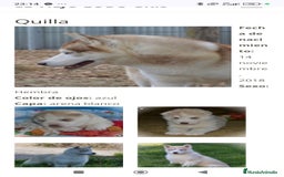 Husky Siberiano perros en venta: Camada husky siberiano  - Imagen 6